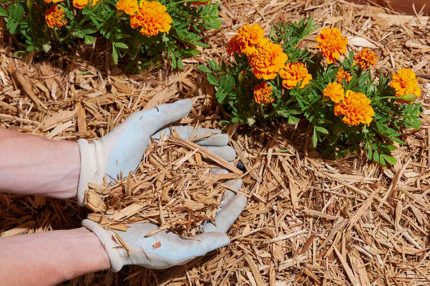 How To Remove Mulch And Replace With Grass Storables
