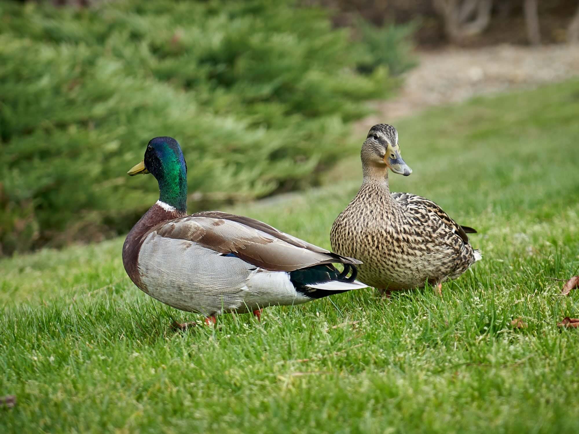 What Are Ducks Eating In The Grass Storables
