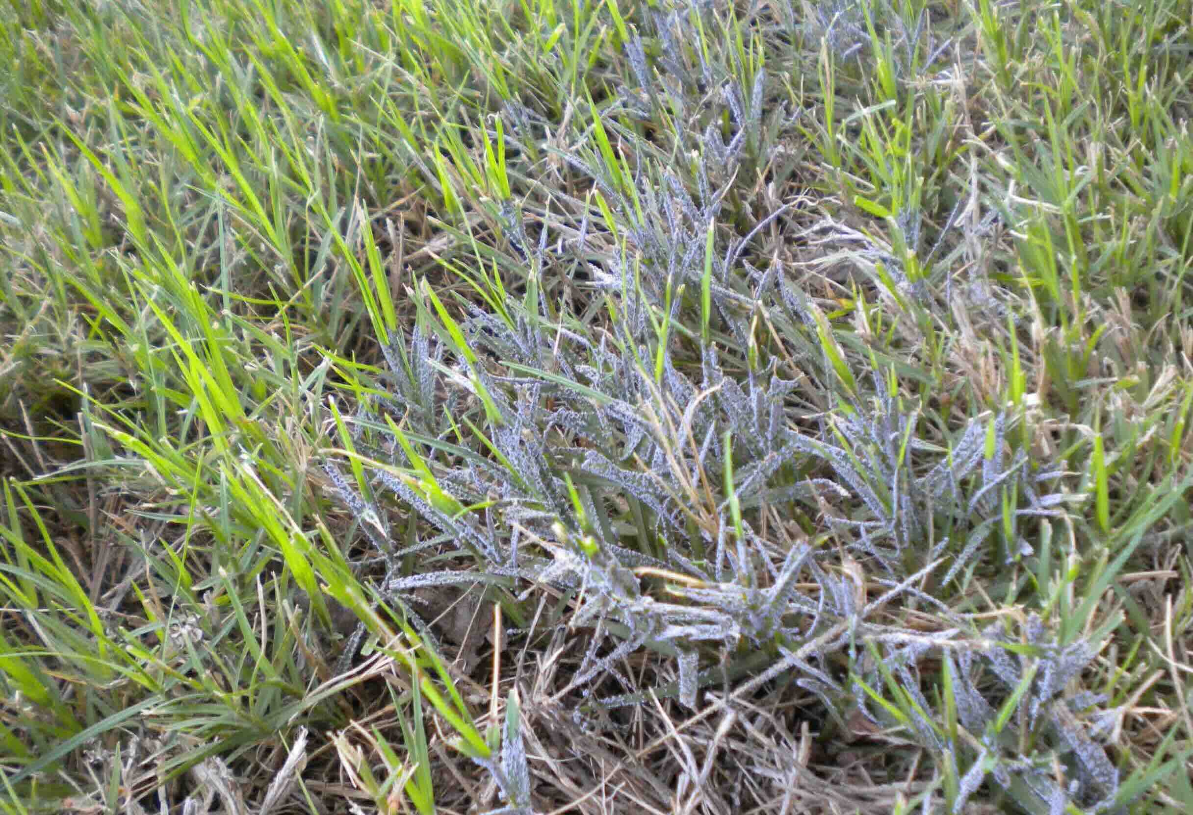What Causes Fungus In Grass Storables