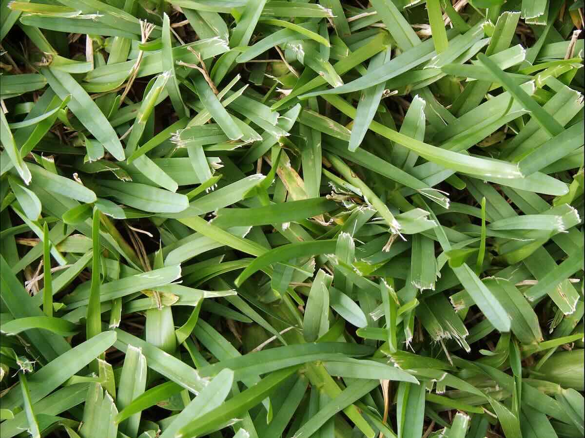 What To Use To Kill Weeds In St. Augustine Grass Storables