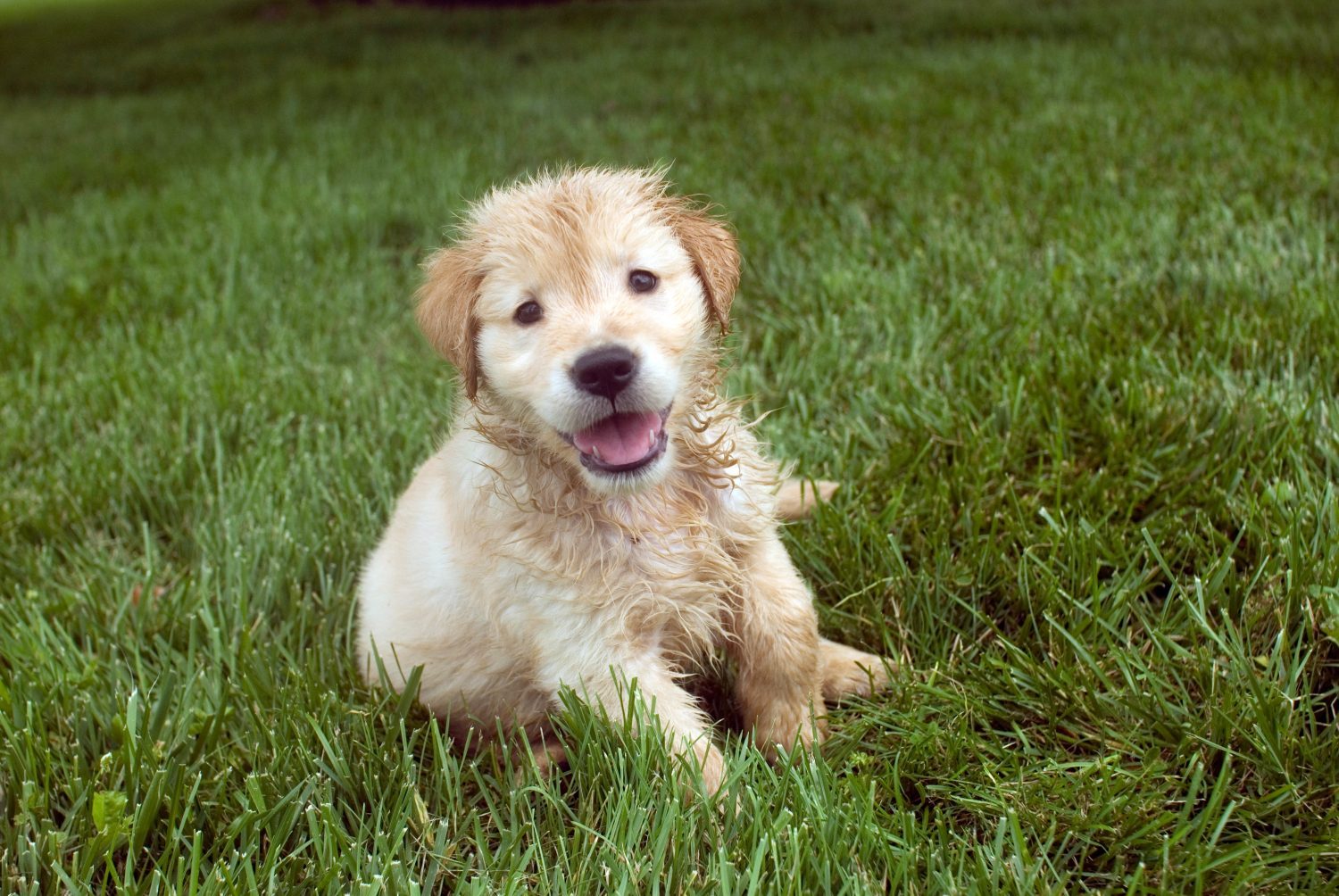 When Can Puppies Go In Grass Storables