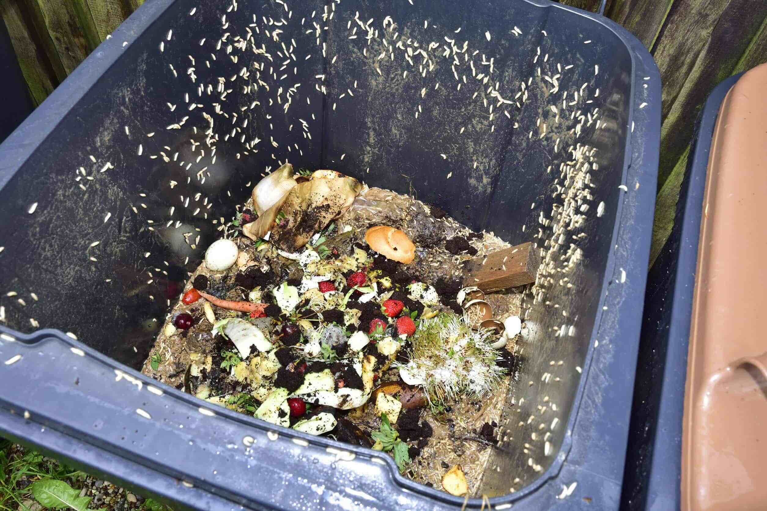 Why Do I Keep Getting Maggots In My Trash Can Storables