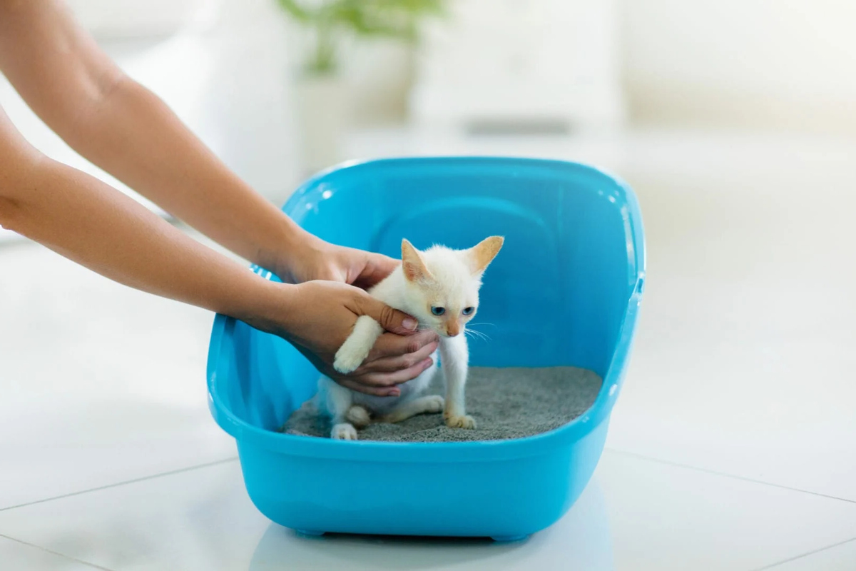 How Often Do Kittens Use The Litter Box Storables