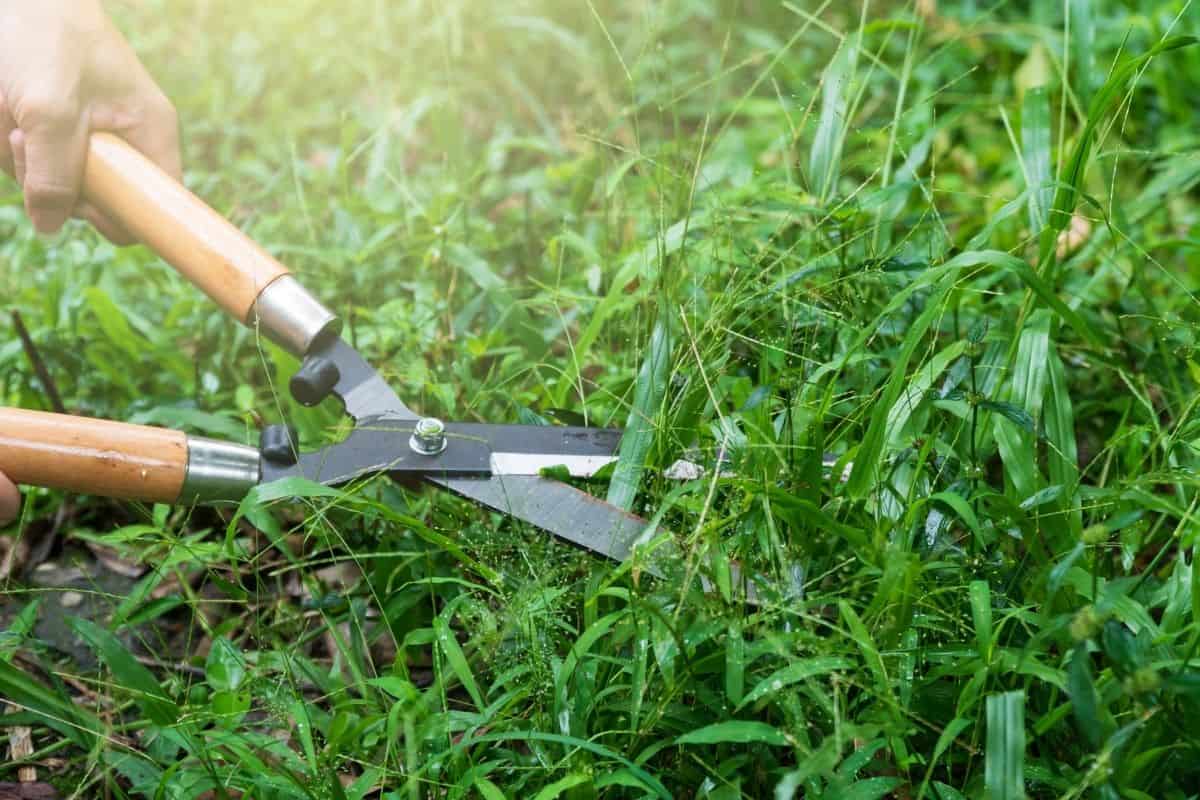 How To Cut Grass With A String Trimmer Storables
