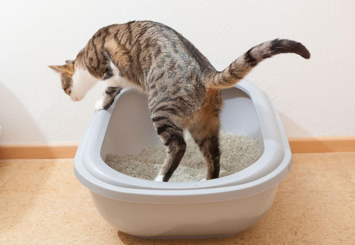How To Get A Cat To Pee In The Litter Box Storables