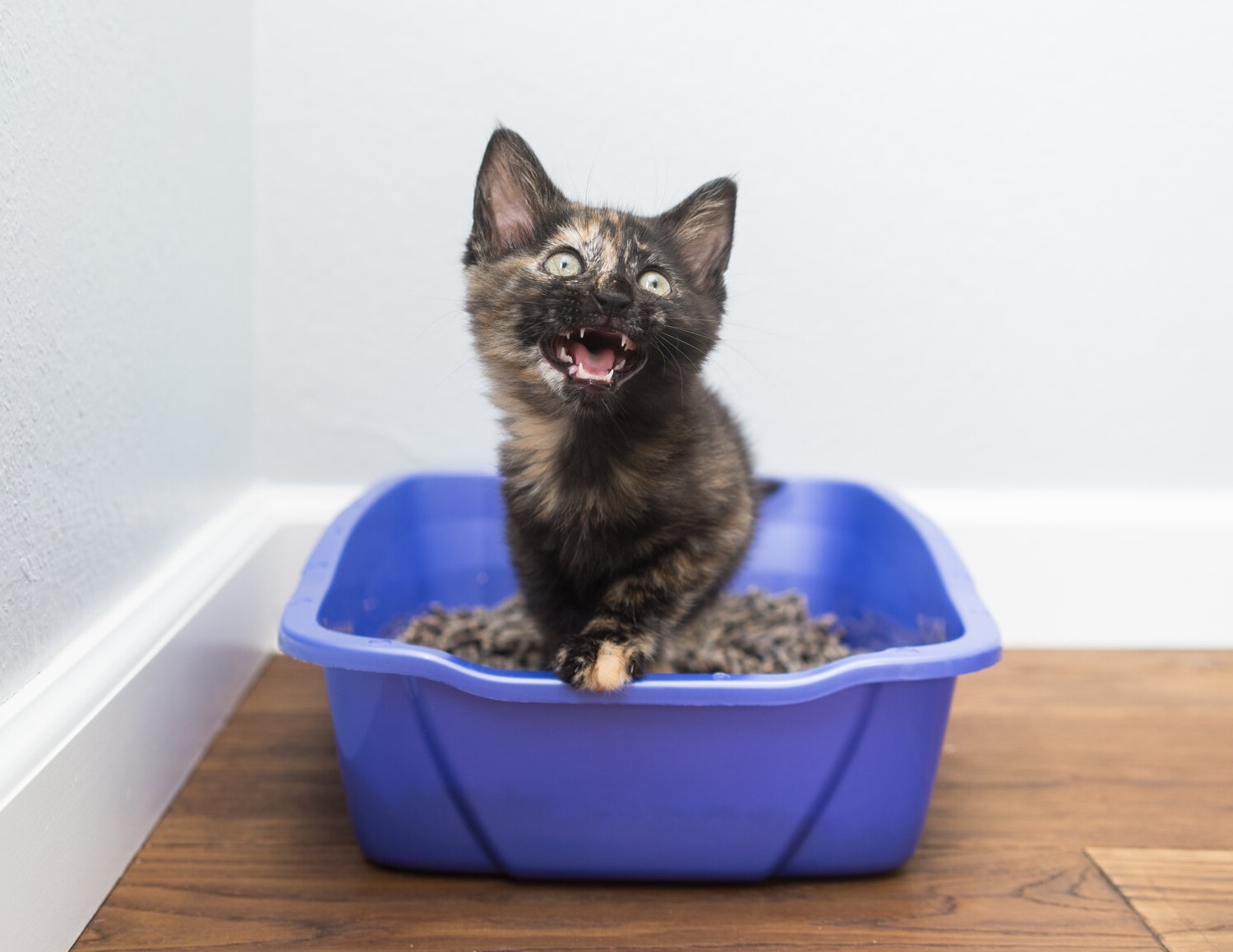 How To Get A Kitten To Poop In The Litter Box Storables