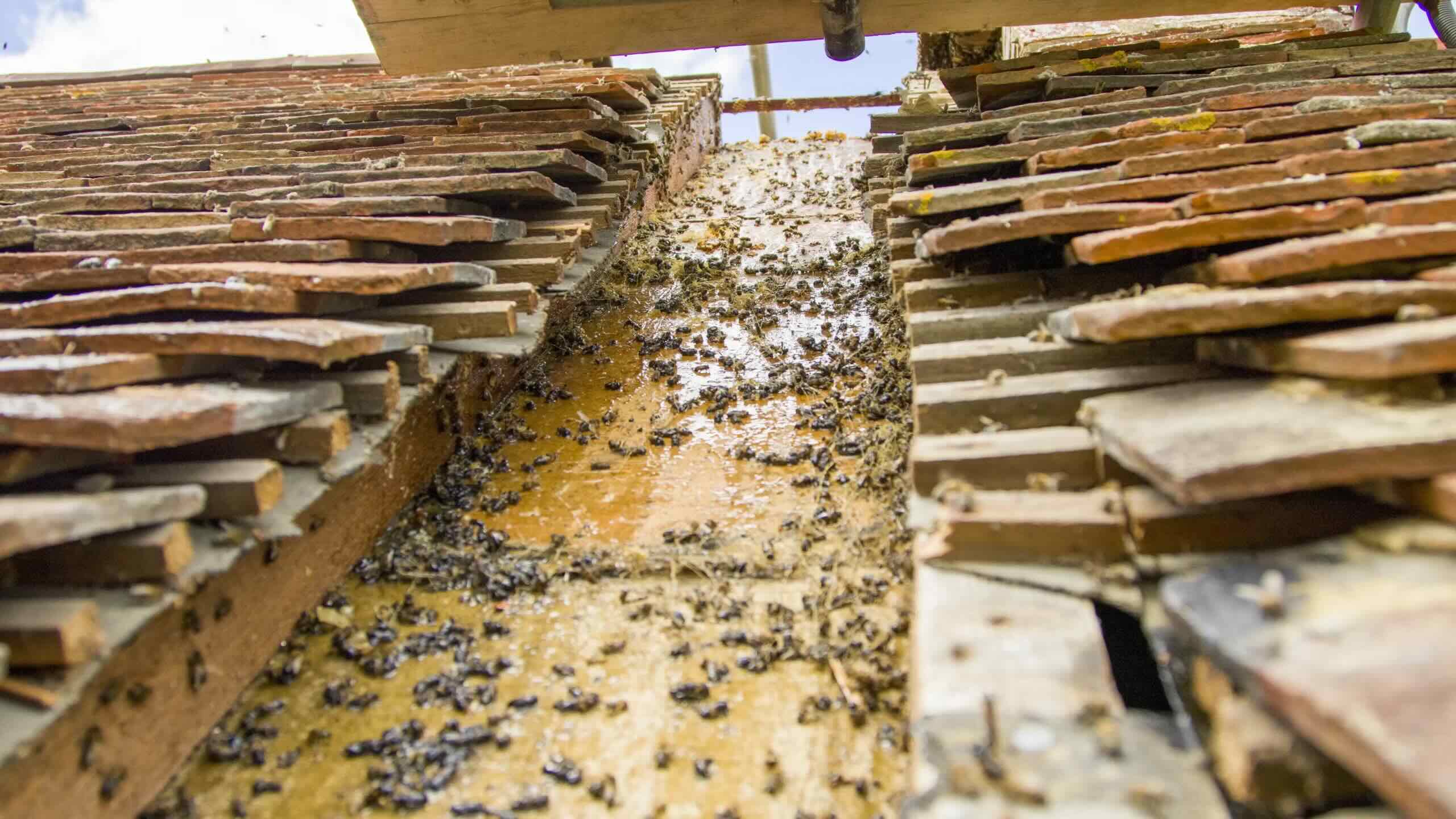 How To Get Rid Of Bees In Eaves Storables
