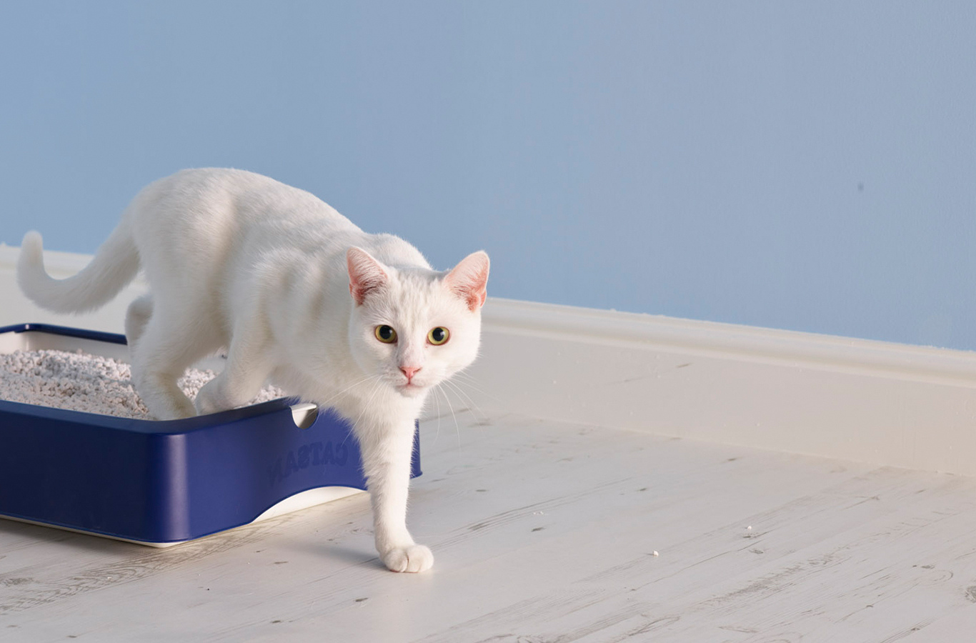 How To Get Rid Of Cat Pee Smell From The Litter Box Storables