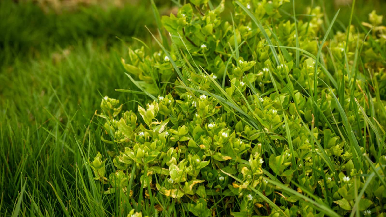How To Get Weeds Out Of Zoysia Grass Storables