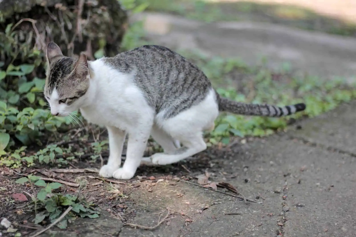 How To Stop My Cat From Pooping Outside The Litter Box Storables