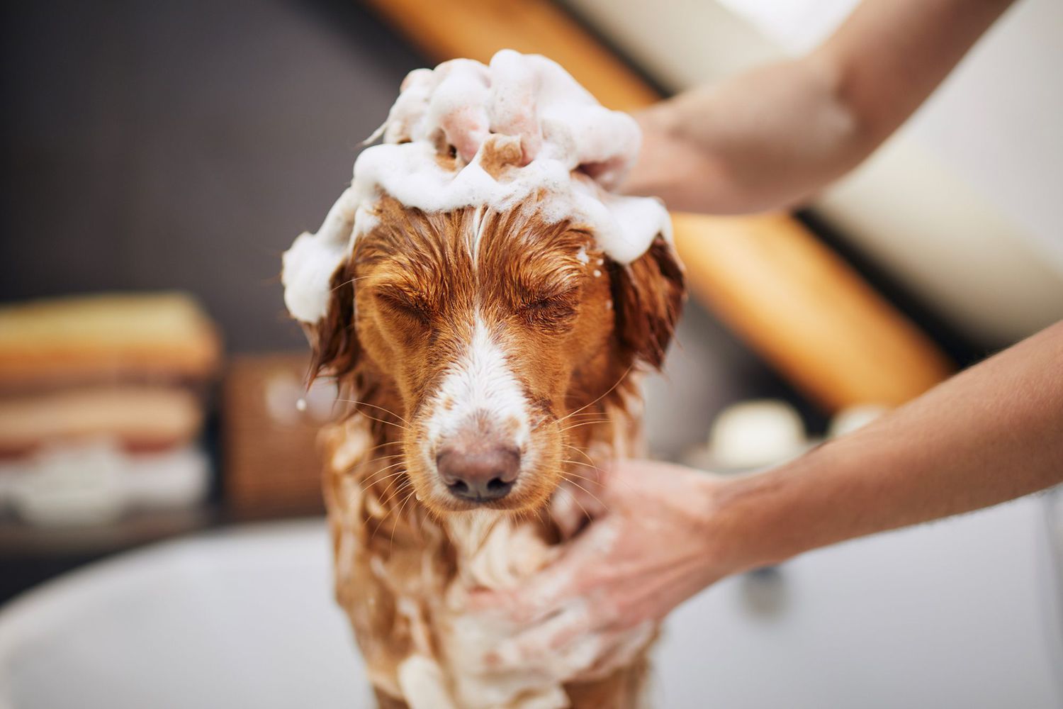 How To Wash A Large Dog Without A Bathtub Storables