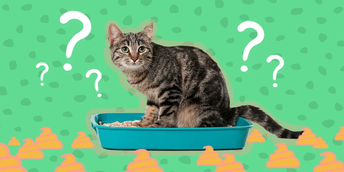 Why Does Cat Not Poop In The Litter Box Storables