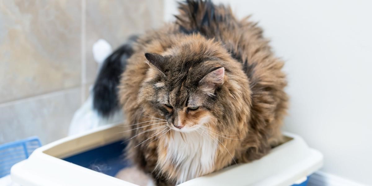 Why Is My Cat Peeing But Not Pooping In The Litter Box Storables