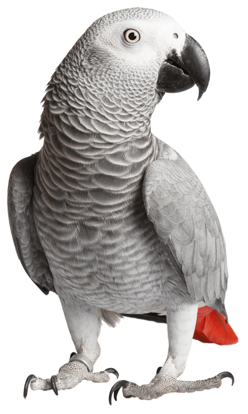 Brisbane Bird Minding