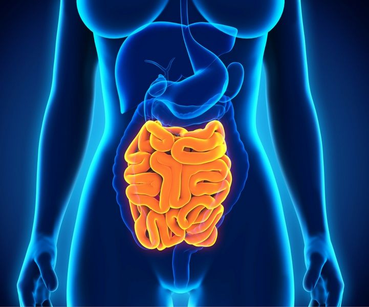 Are carbs digested in the stomach joulsd