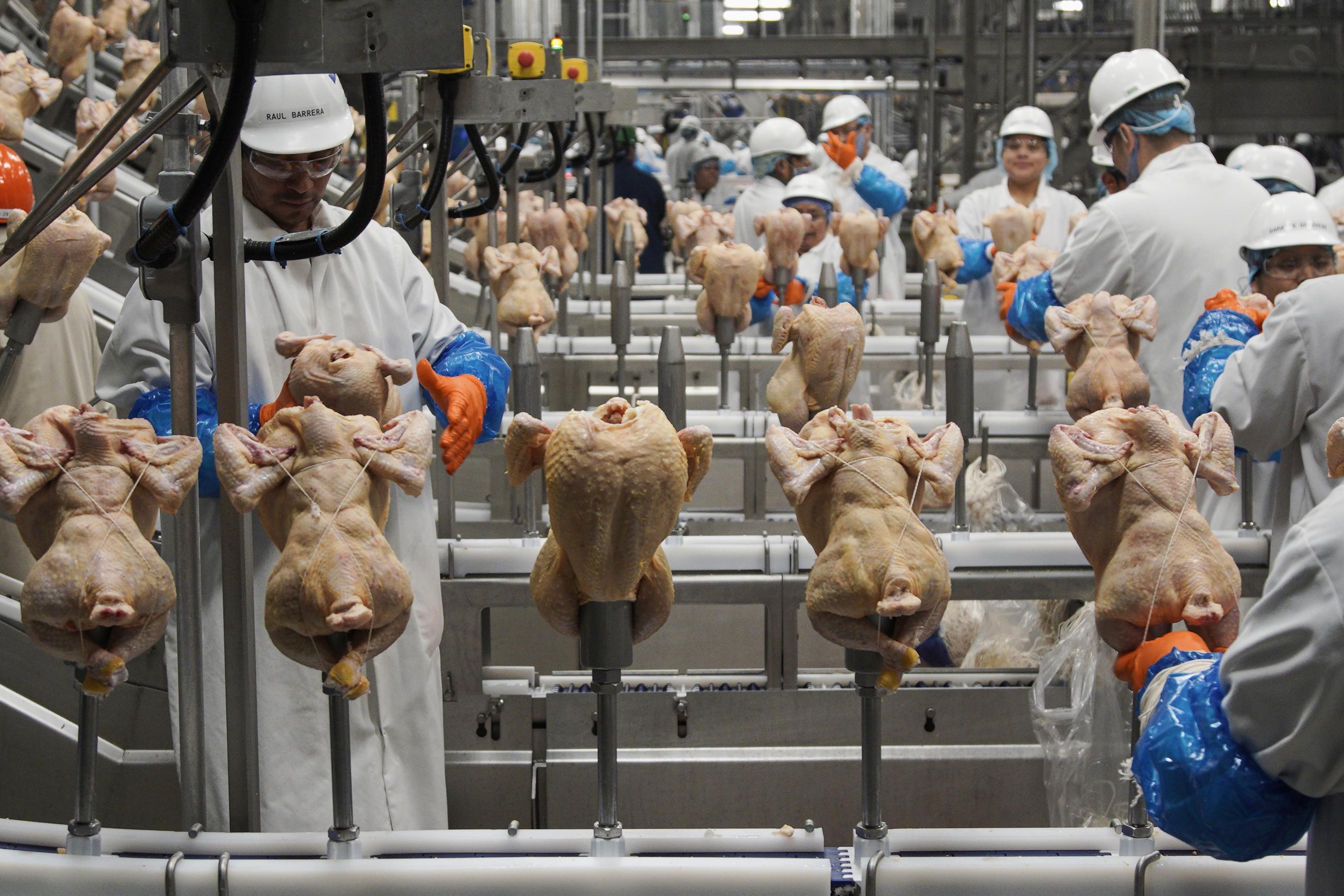 USDA getting tougher on salmonella in chicken products AP News