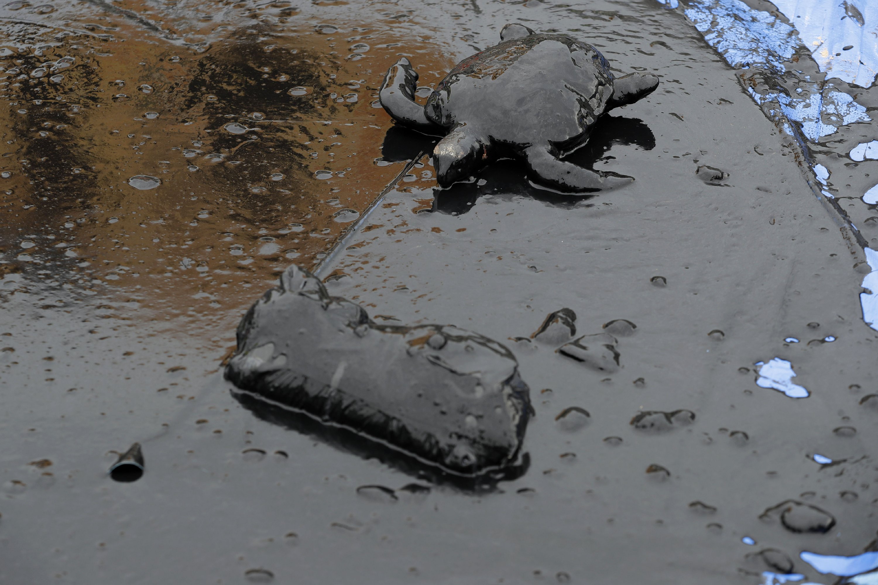Brazil fears oil spill could reach coral reef, readies ships AP News