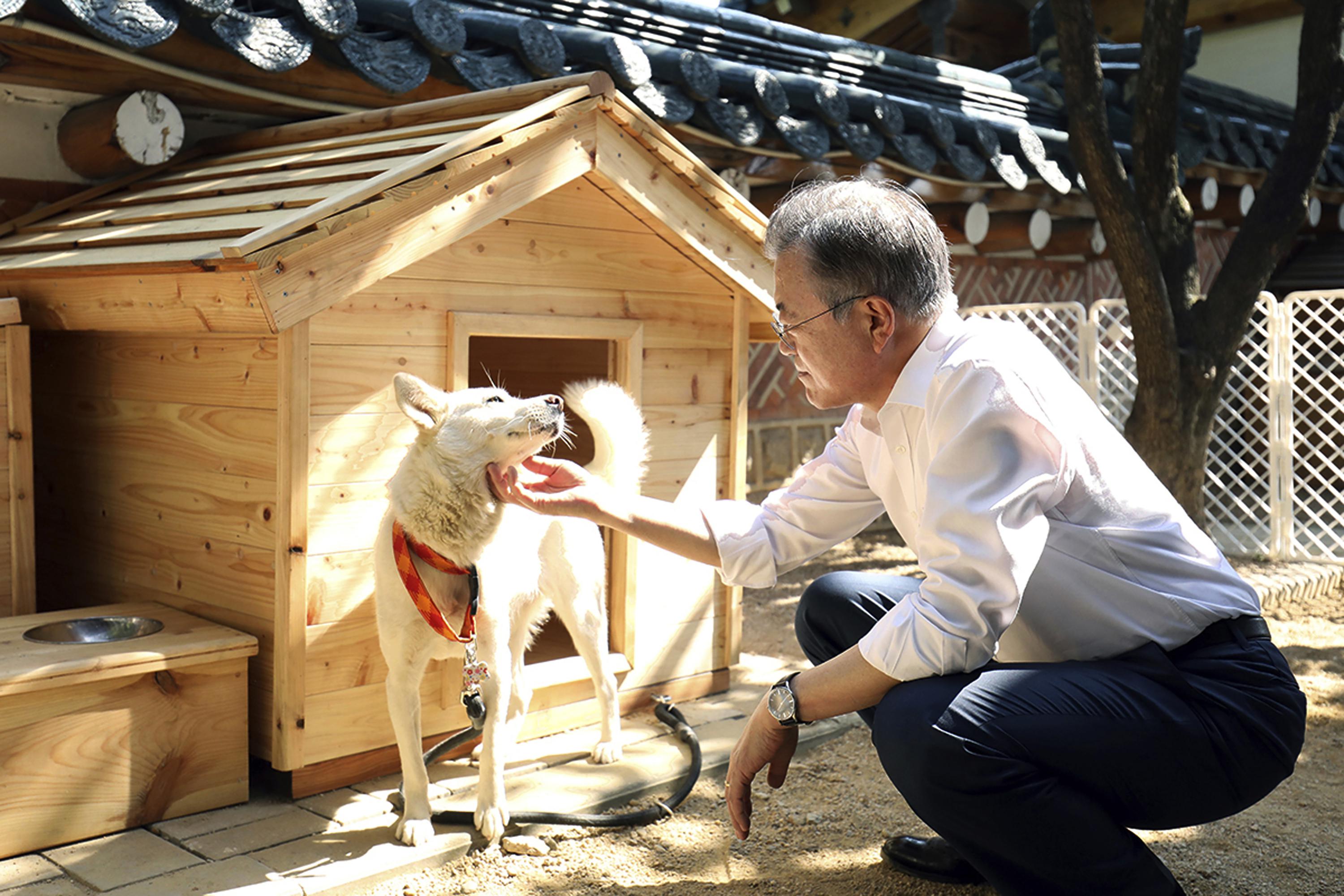 Dogs gifted by Kim Jong Un at center of South Korean row AP News