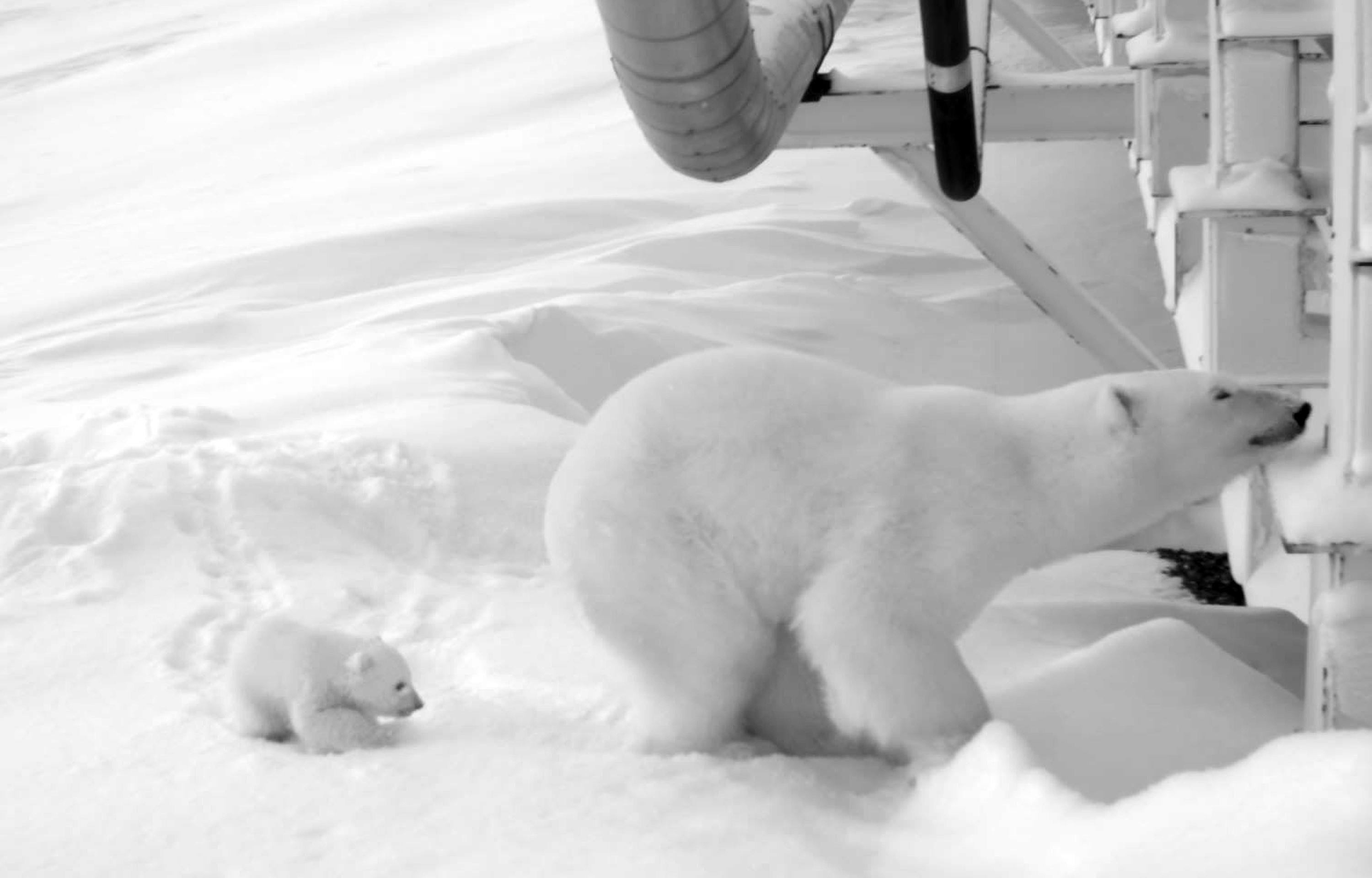 Oil company watches over pregnant polar bear under bridge AP News