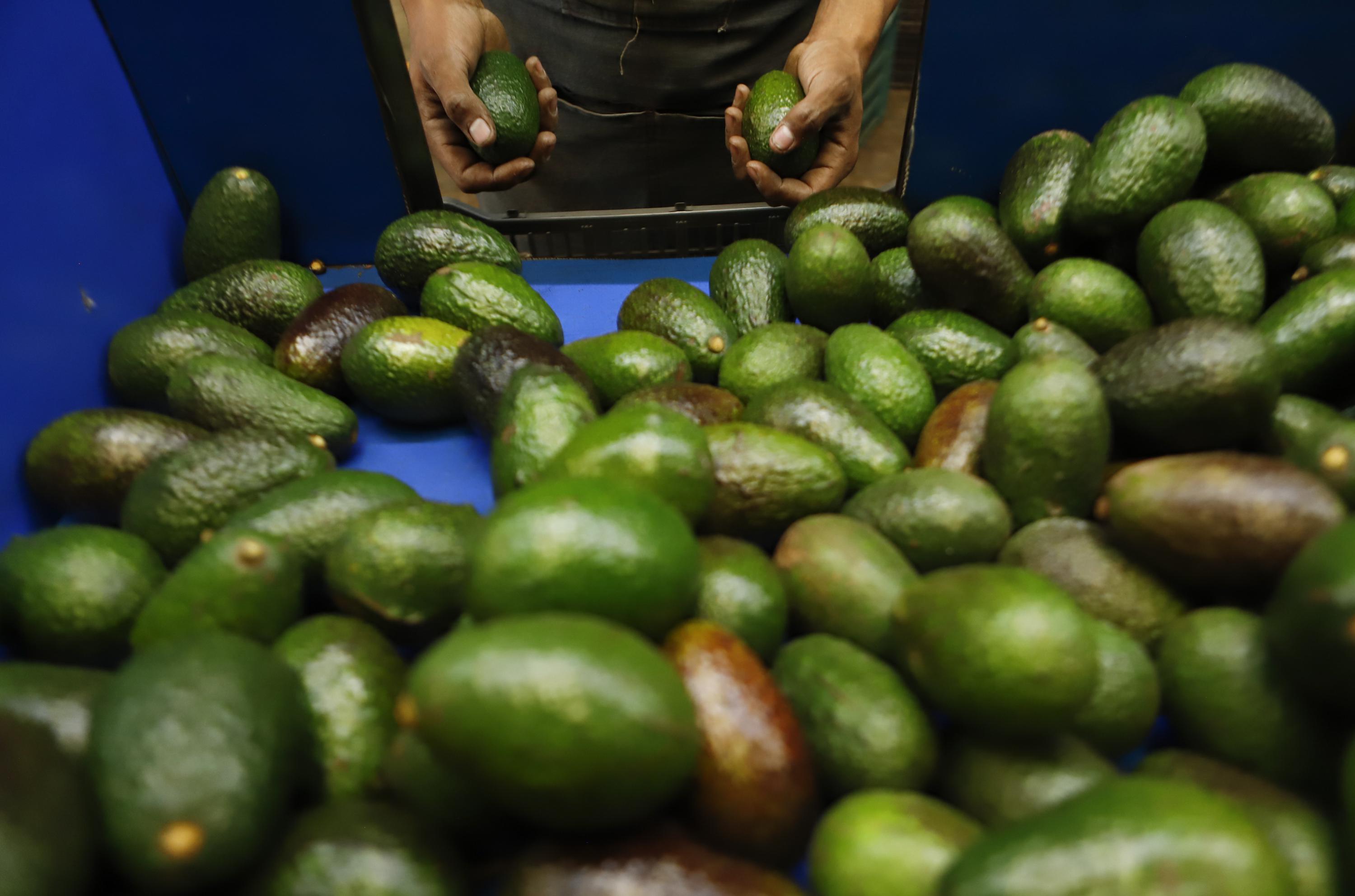 2nd state in Mexico begins avocado exports to U.S. market AP News