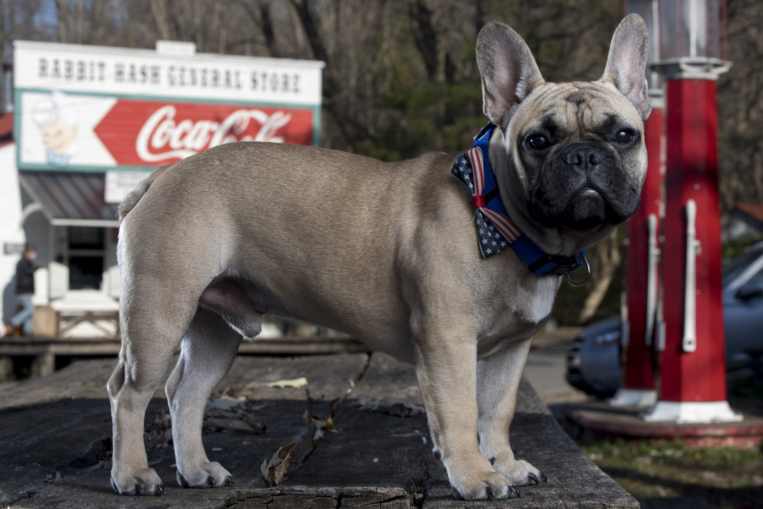 French bulldog Wilbur is Kentucky town's new 'mayor' AP News