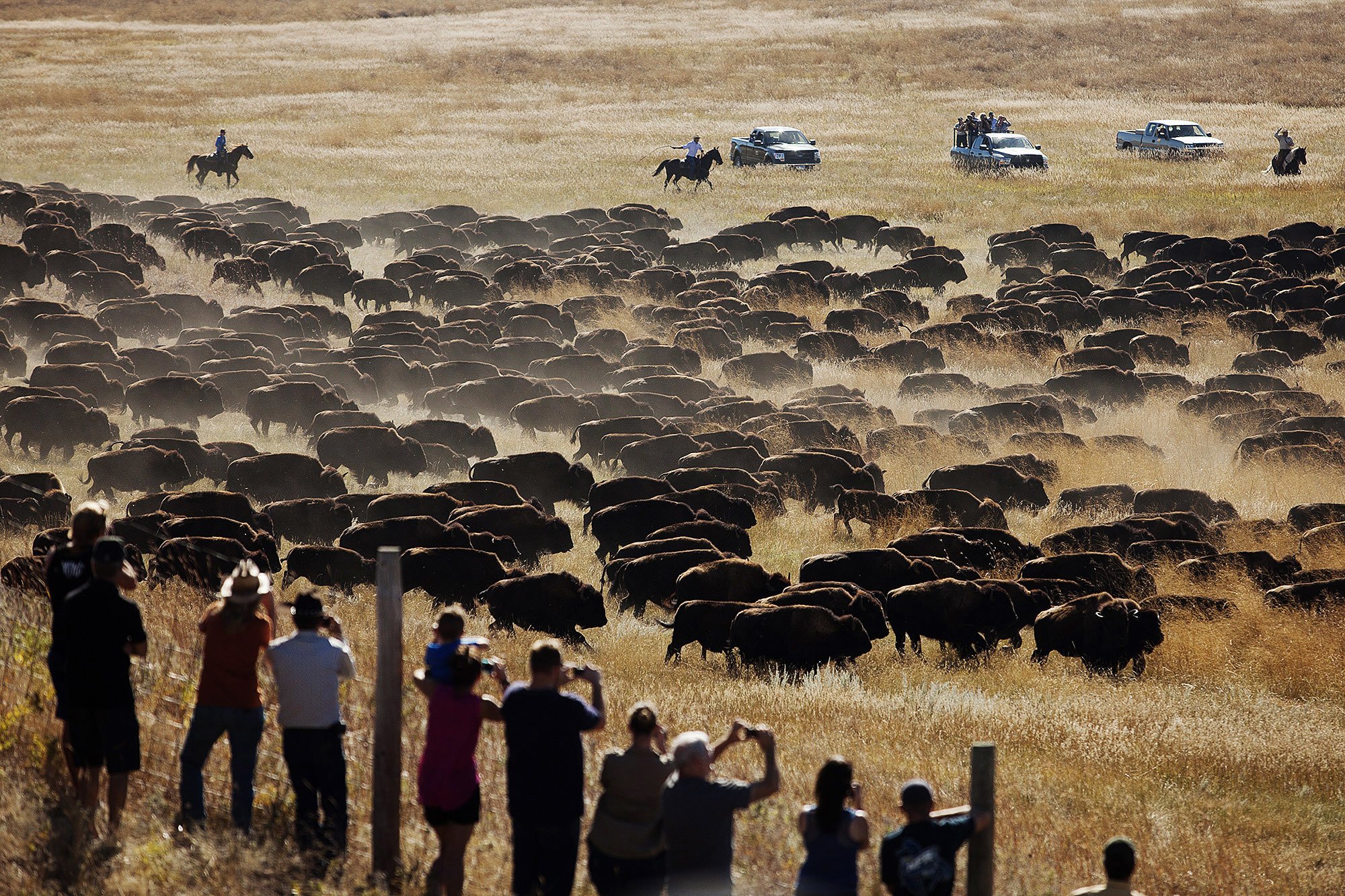South Dakota park to make unplanned bison roundup after fire AP News