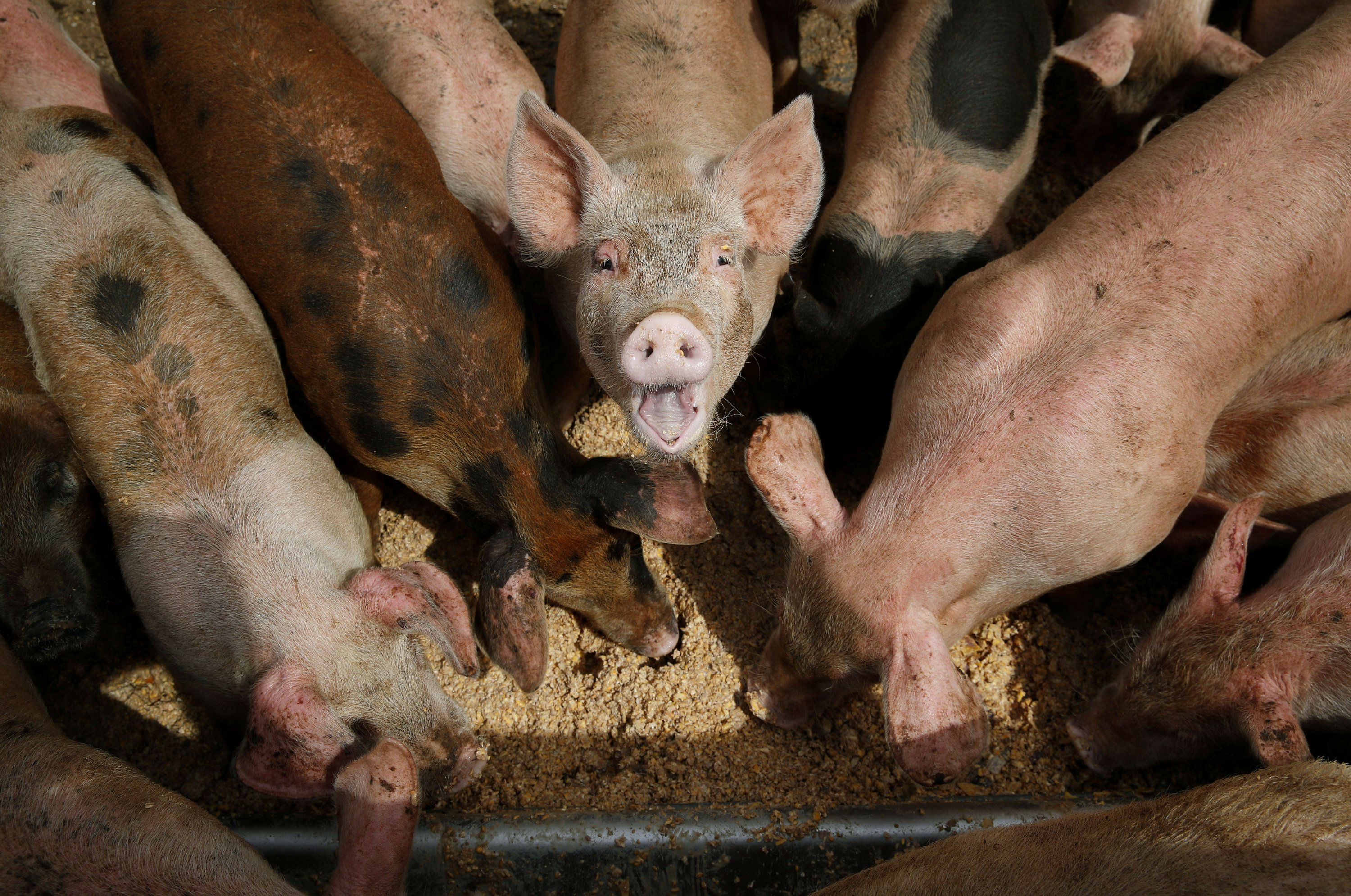 Donations, pigs part of Las Vegas' efforts to cut food waste
