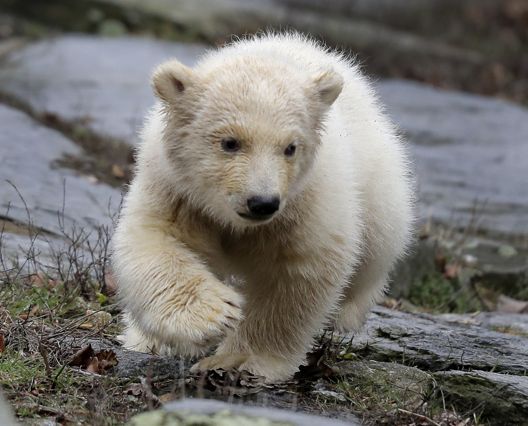 Berlin zoo shows off new polar bear cub