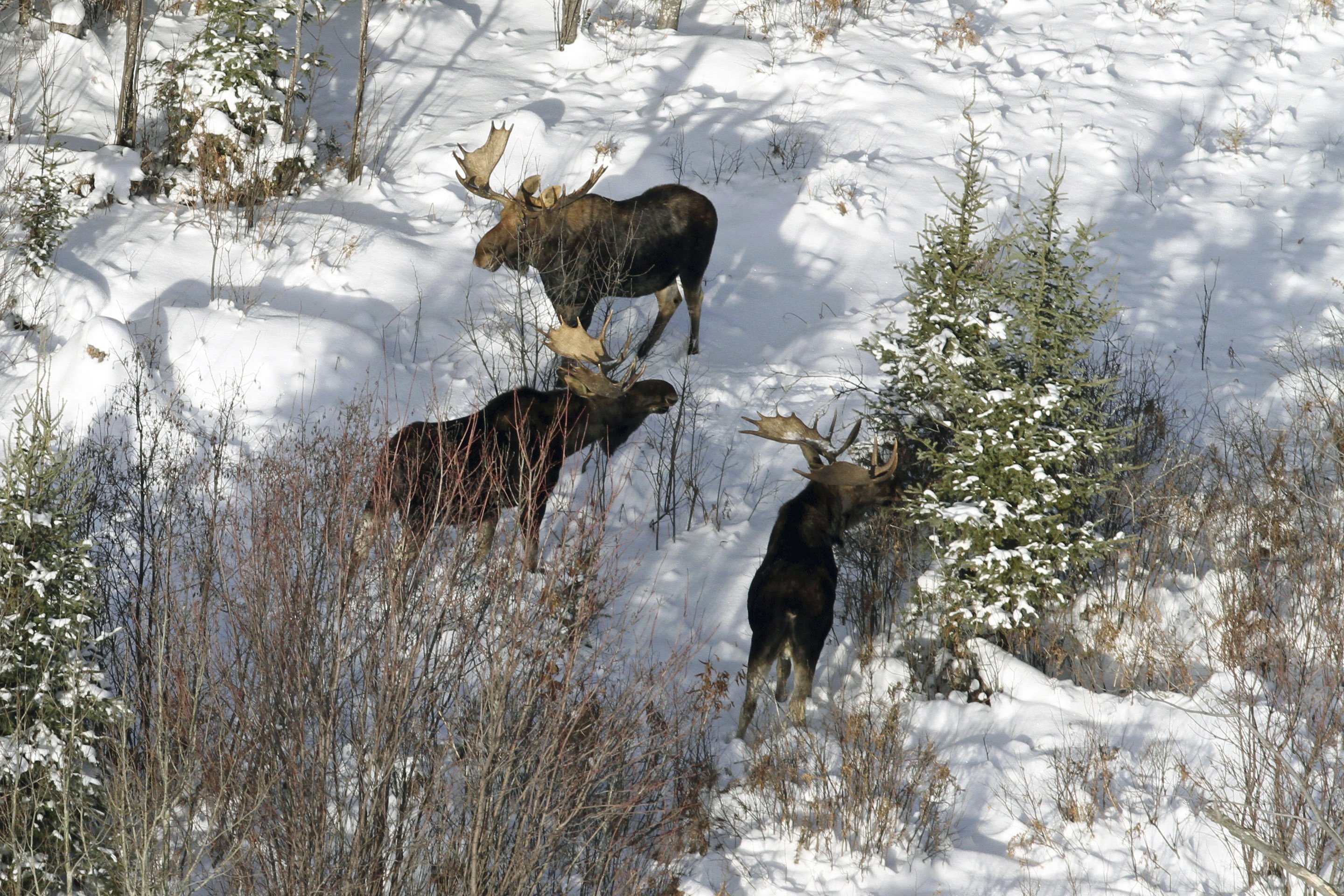Moose population in western Upper Peninsula estimated at 509