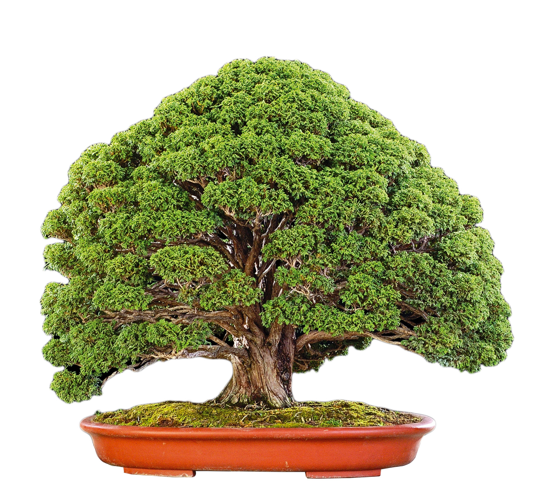 Hinoki from scratch Bonsai Today