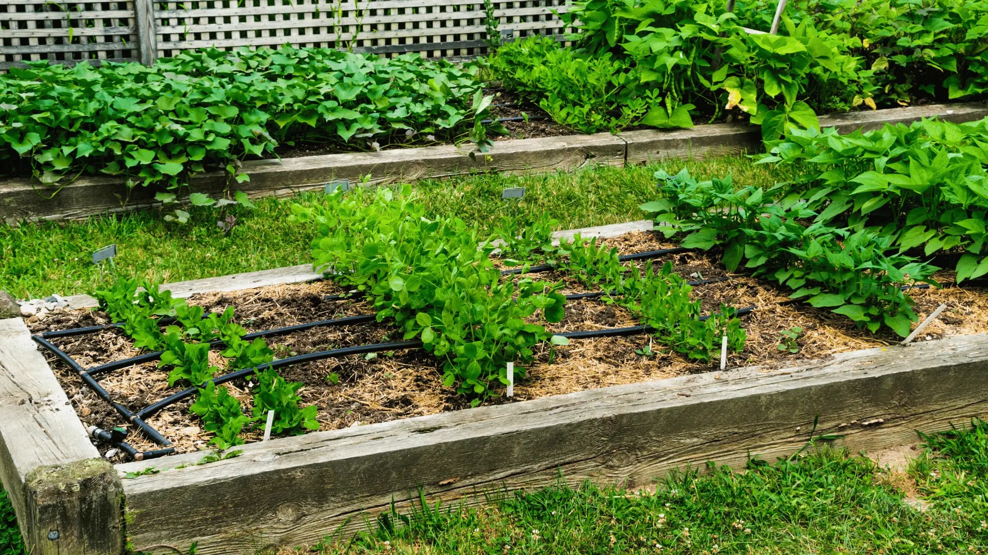 How to make raised garden beds, a great solution for plants and herbs