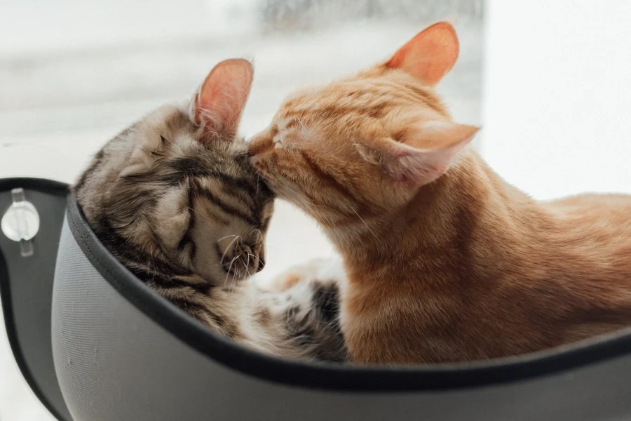 Why Is My Cat So Clingy? 5 Possible Reasons CatsLib