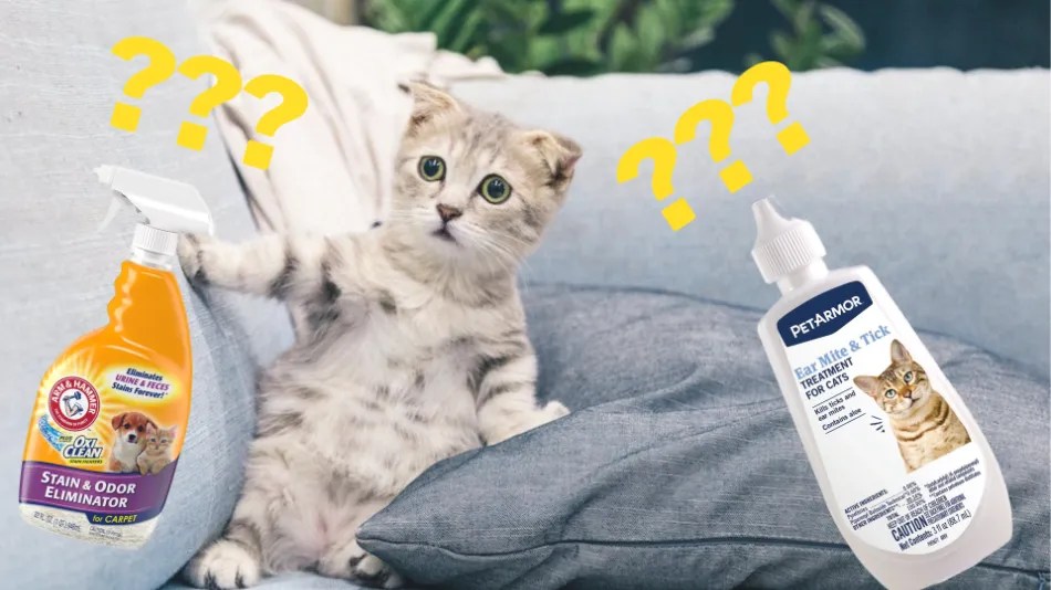 How to Keep Your Cat Safe When Using Household Cleaners CatsLib