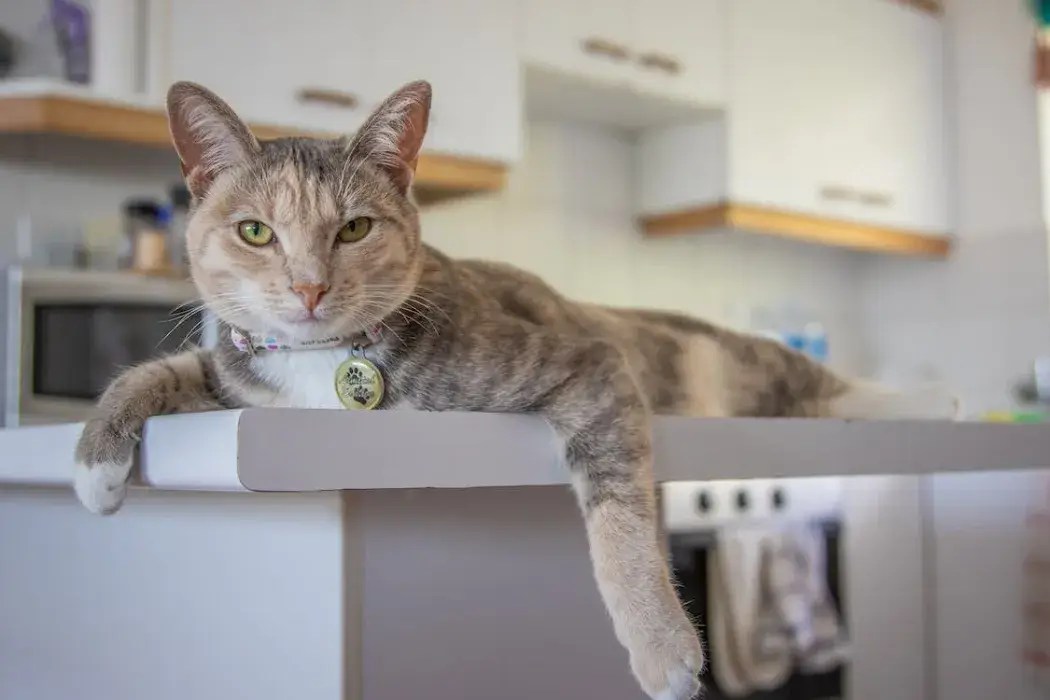 How to Get Cat to Stop Jumping on Counter CatsLib