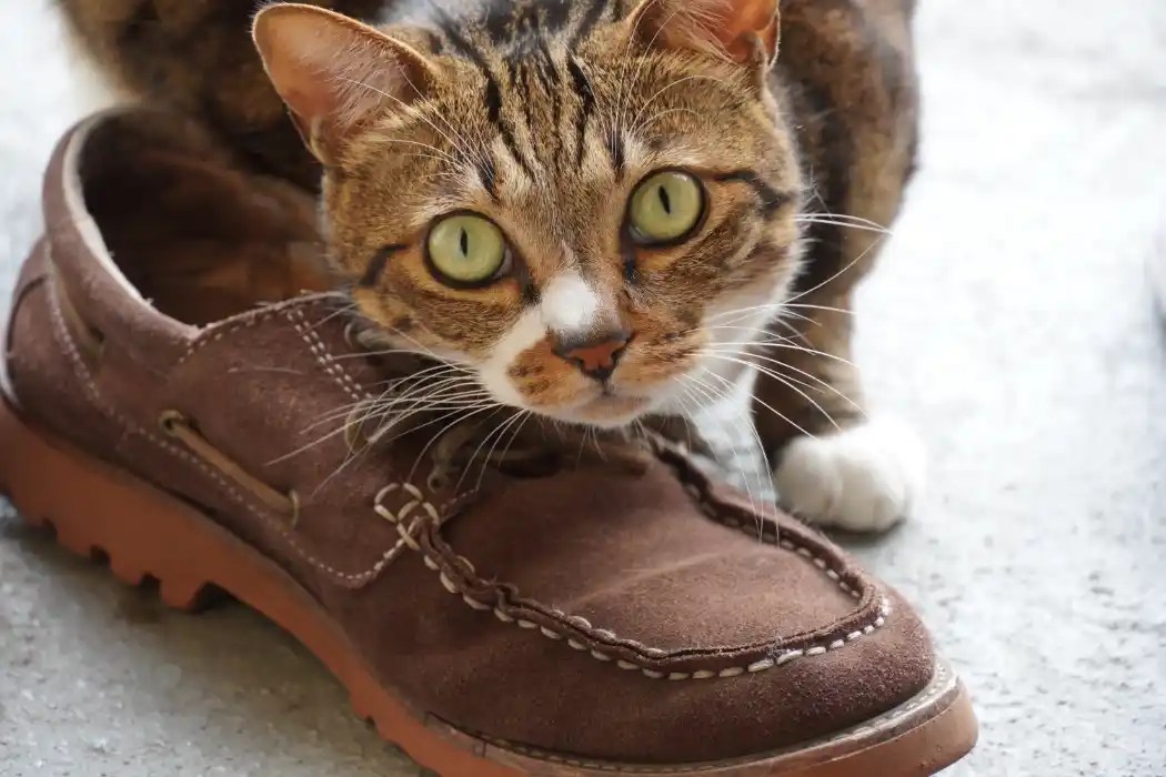 Why Do Cats Like Shoes? CatsLib