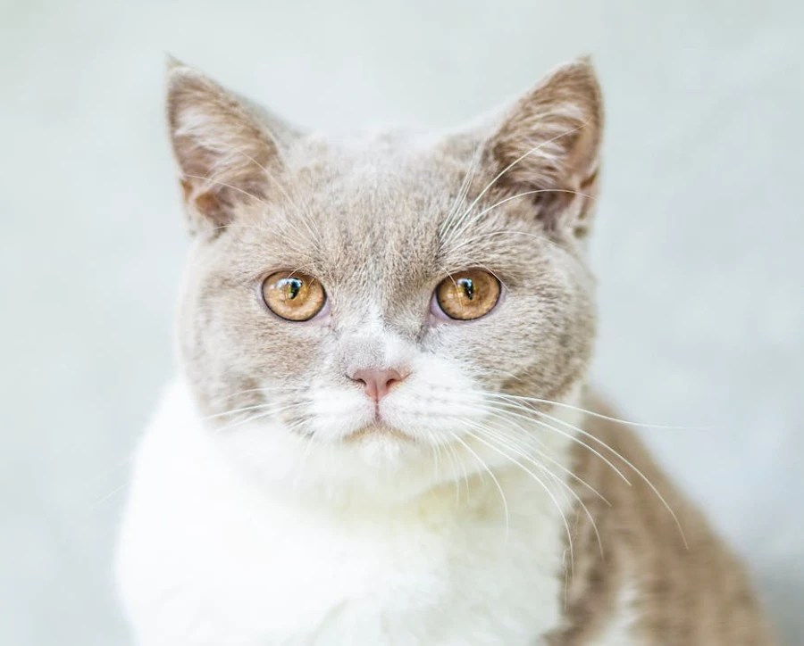 How Long Does A Cat Stay Mad At You? Understanding Feline Emotions and Building Trust CatsLib