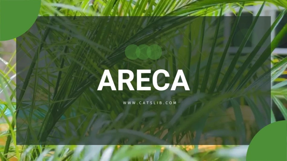 Areca palm toxic to cats CatsLib