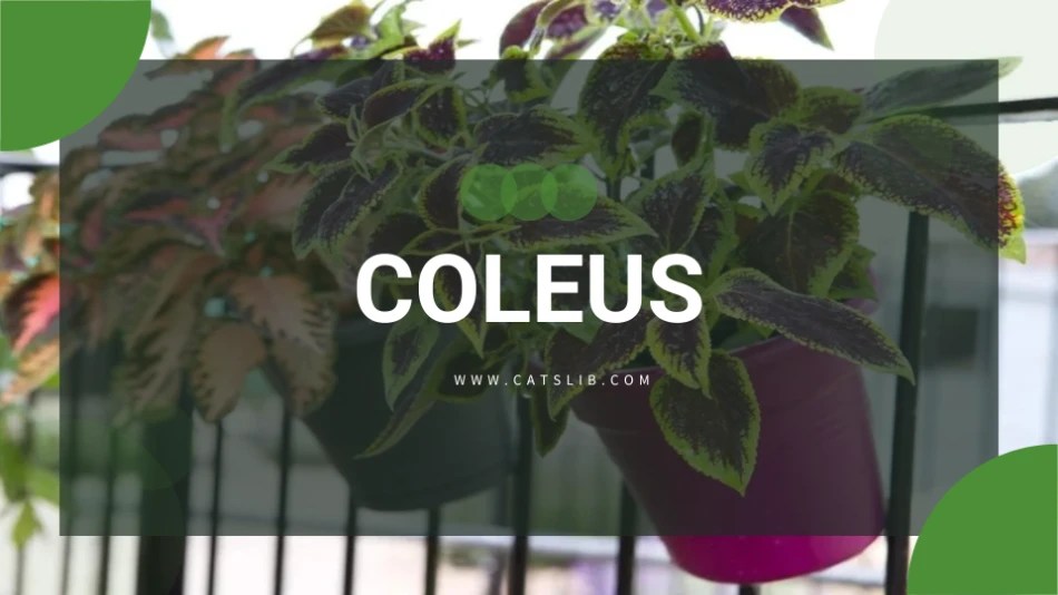 Coleus plant toxic to cats CatsLib