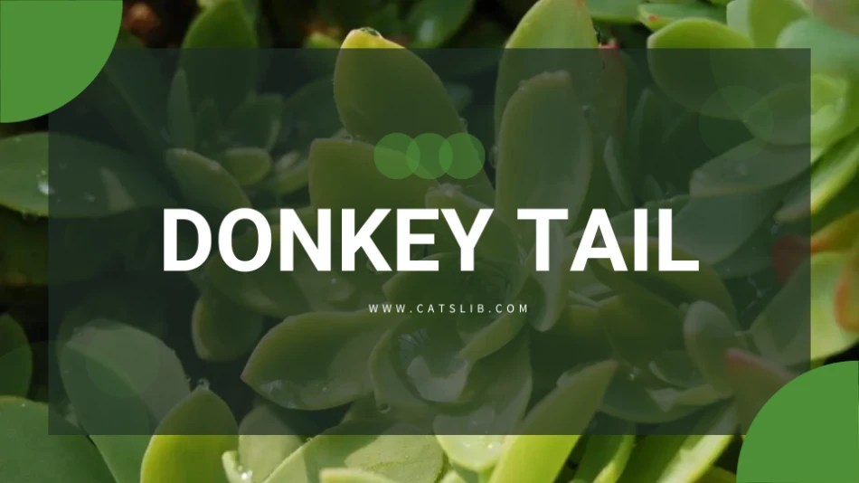Donkey tail plant toxic to cats CatsLib