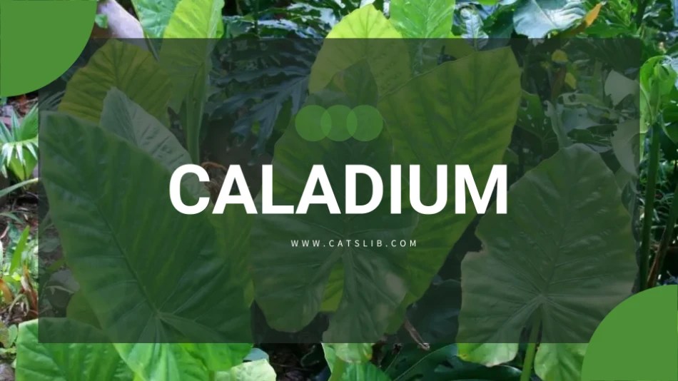 Caladium toxic to cats CatsLib