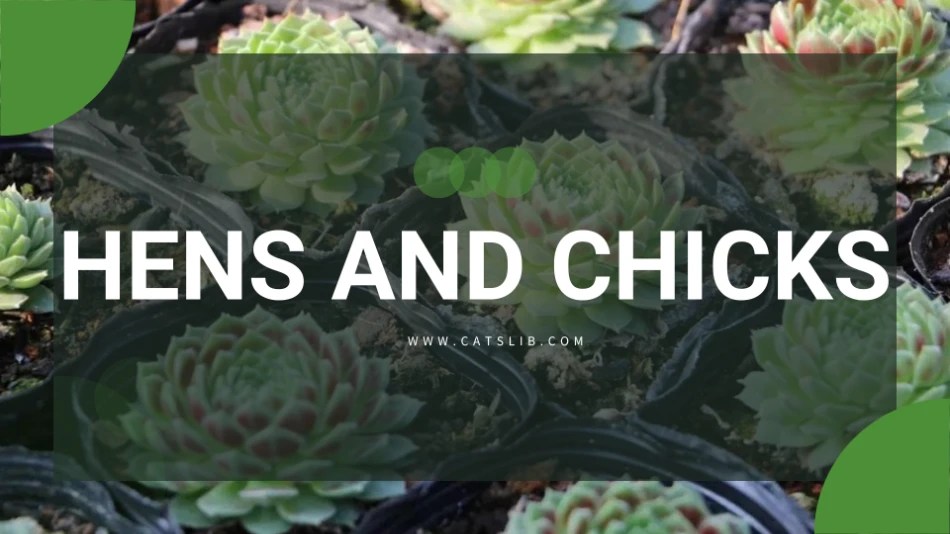 Hens and chicks toxic to cats CatsLib