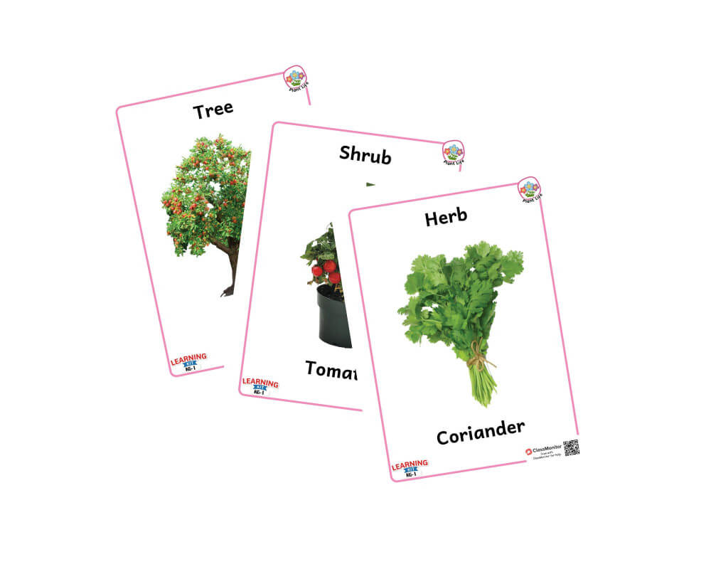 Plants & Flowers Activity Types Of Plants Sorting ClassMonitor