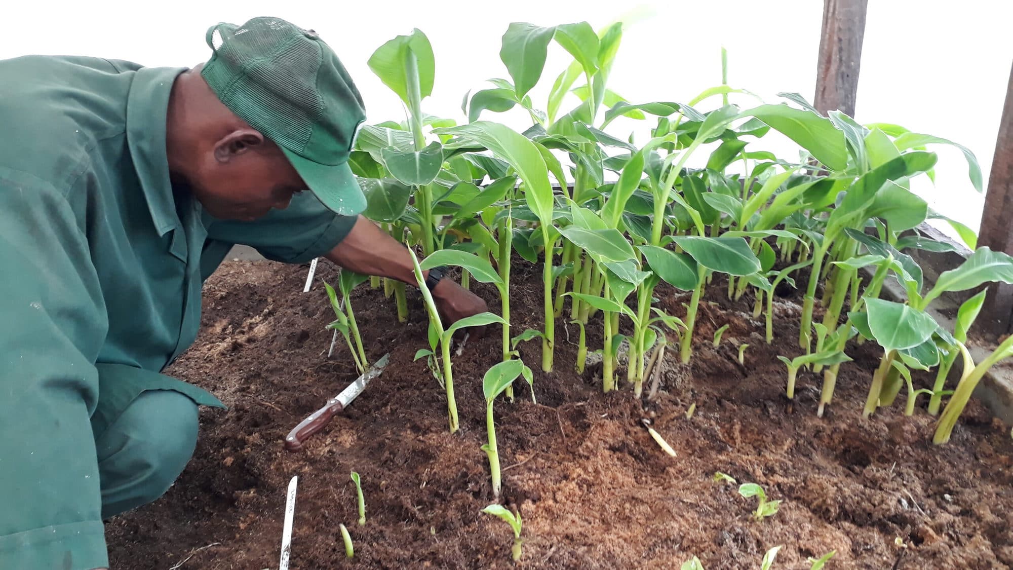 Healthy banana and plantain planting material for Africa CGIAR
