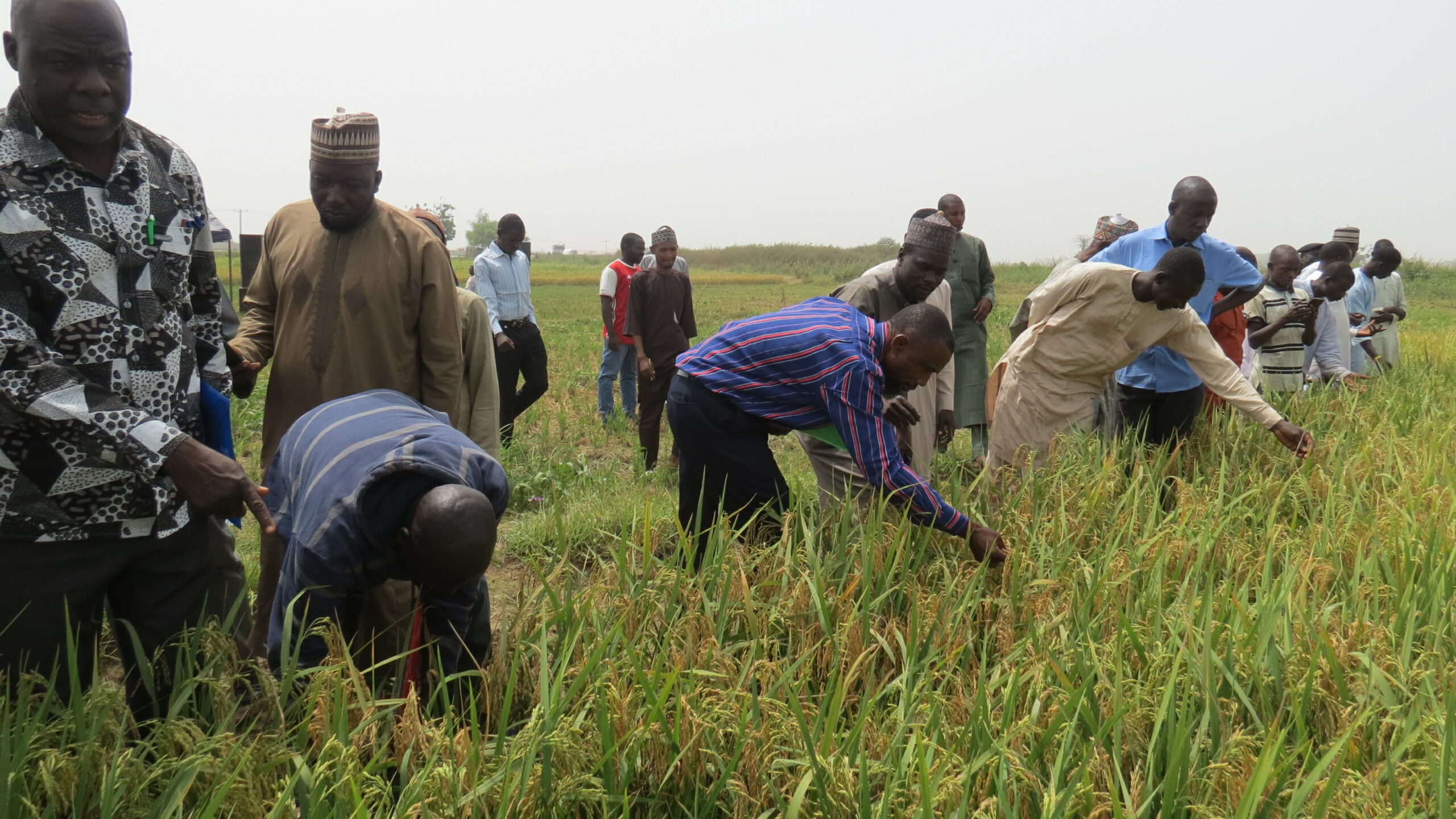 Sprout and the CGIAR Excellence in Agronomy Initiative are partnering