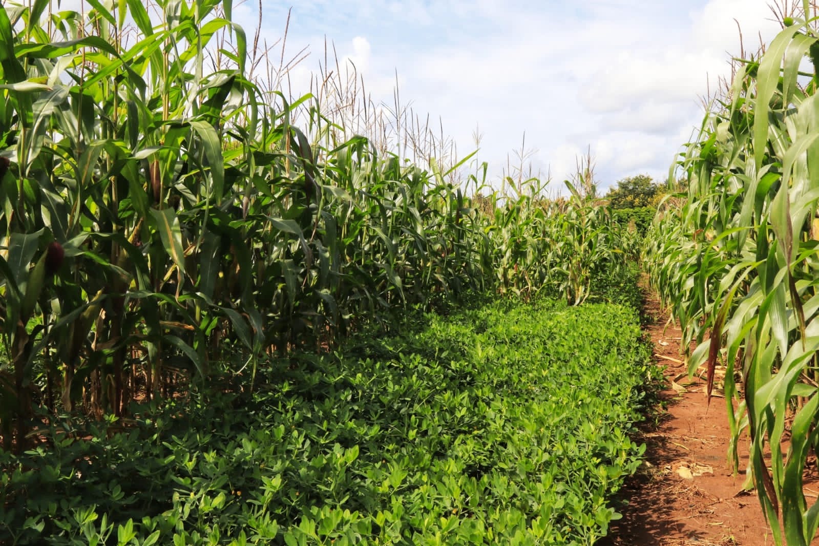 Conservation Agriculture A greener, smarter and economic way to grow