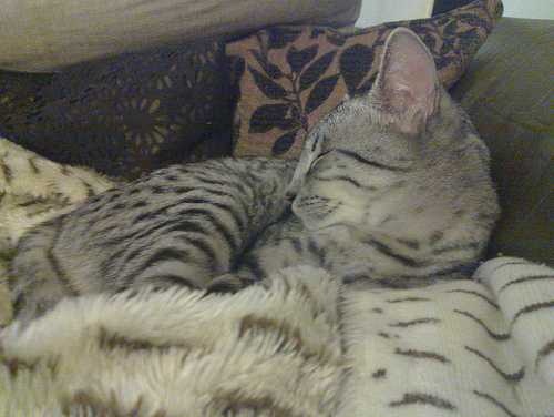 images.cv Download Egyptian cat image classifcation