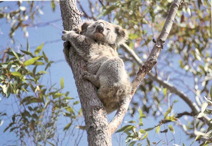 Koala labeled image dataset images.cv