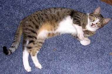 images.cv Download Egyptian cat image classifcation