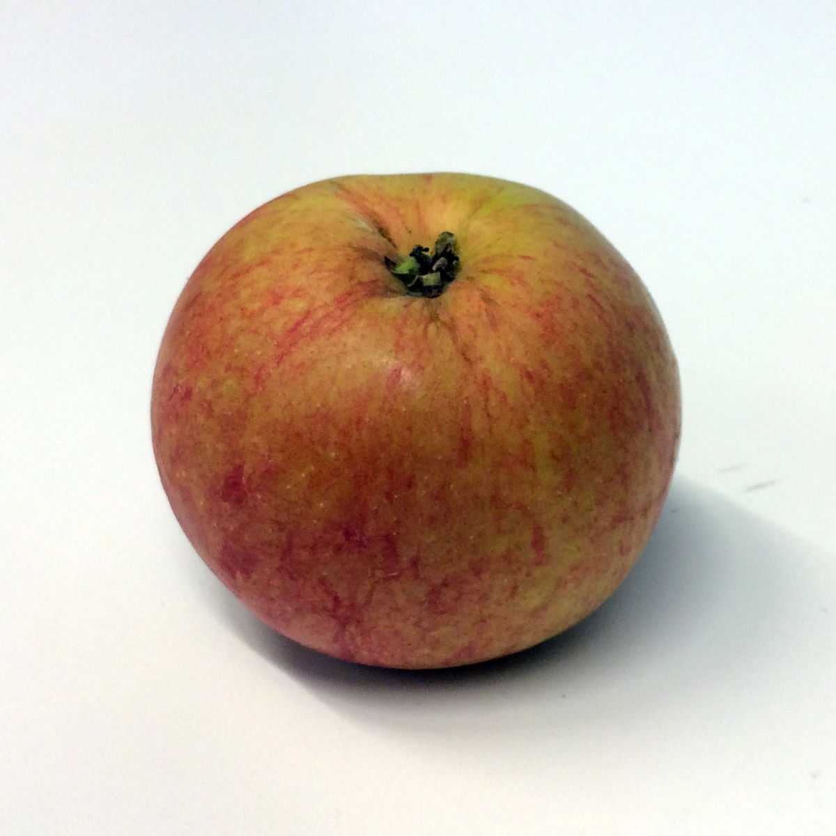 Apple labeled image dataset images.cv