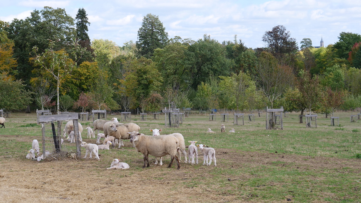 La Bergerie nationale de Rambouillet, pédagogique et écologique